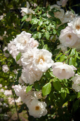 White Rose flowers in roses garden.