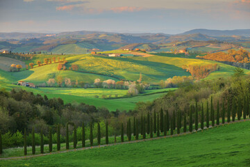 Obraz premium Typical Tuscany landscape with grain fields, cypress trees and houses on the hills at sunset. Summer rural landscape with curved road in Tuscany, Italy, Europe