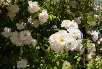 White Rose flowers in roses garden.