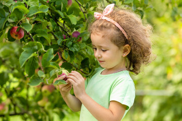Little cute girl playing in apple tree orchard. Child picking apples on farm in autumn. Kid pick fruit in a basket. Toddler eating fruits at harvest. Outdoor fun for children. Healthy nutrition.