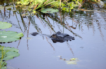 Mostly submerged alligator showing only nose and eyes in swamp in Florida