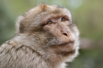 Berberaffe Porträt