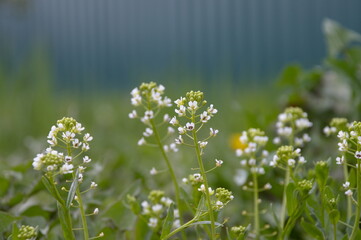 листочки. цветочки. весна.
leaves. flowers. spring.