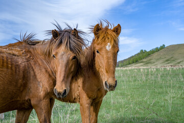 Obraz premium Close-up of horses looking into the lens in a pasture with a mountain in the background.