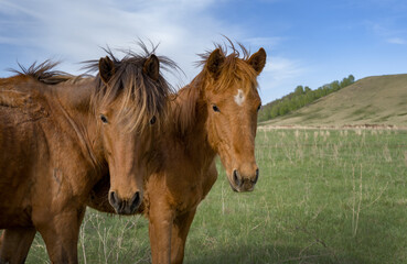 Close-up of horses looking into the lens in a pasture with a mountain in the background.