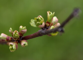 листочки. цветочки. весна.
leaves. flowers. spring.