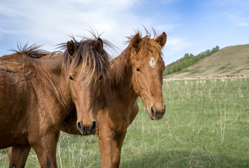 Obraz premium Close-up of horses looking into the lens in a pasture with a mountain in the background.