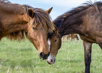 In the meadow, two horses pressed their heads to each other.