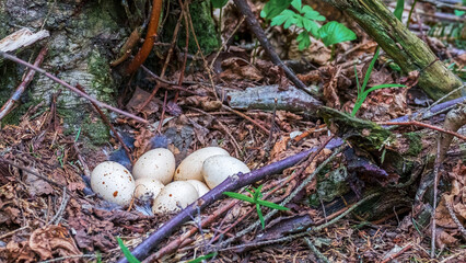 Laying grouse eggs in a nest on the ground