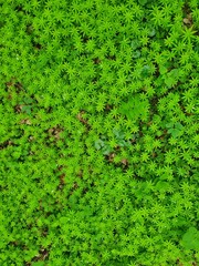 
This photo describes the current problem of environmental pollution. Anyone who buys this photo will help clean up the environment.