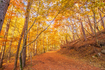 Obraz premium 山梨県 西沢渓谷の紅葉
