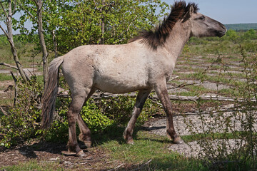 Konik wild horses in March in Saxony Anhalt