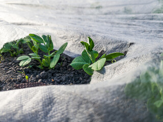 Young peas grow through white agrofilm. Protect plants from cold and frost.