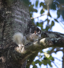 Rare white tail squirrel clinging to a branch in Gainesville, Florida