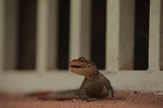 African Lizard - Sierra Leone