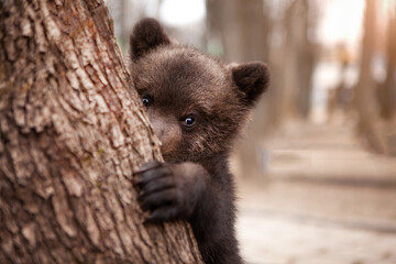 A very cute little brown bear peeks out from behind a tree with curiosity, in the wild. Wildlife...