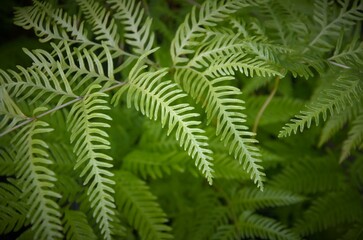 Fototapeta na wymiar beautiful natural background of fern leaves, plants