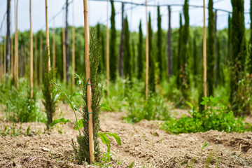 Fototapeta na wymiar rows of a young tree nursery. Growing plants trees