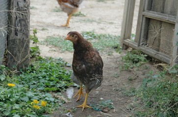 big chicken walking in the yard, bird's home yard