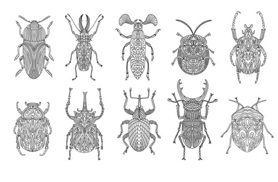 A collection of beetles and insects in a linear style. Linear vector illustration of beetles.