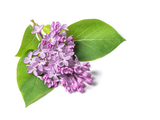 Lilac flowers blossom green leaves white background