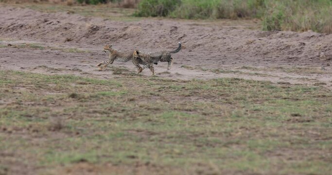 Young cheetahs play together in slowmotion mode