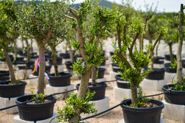 plantation market of young olive trees