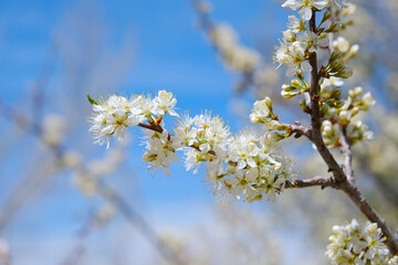 Blooming amerecan plum tree branch with white flowers in garden against bright blue sky spring...