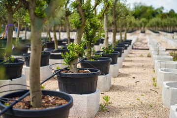 plantation market of young olive trees