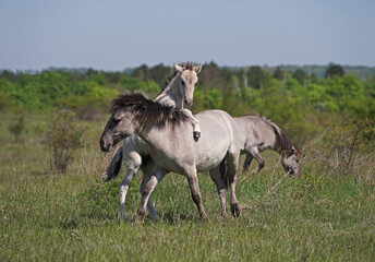 Konik wild horses in March in Saxony Anhalt © BabettsBildergalerie
