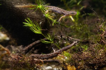 common newt males on breeding site of freshwater biotope aquarium design detail with tree roots and hornwort, amphibian in the end of aquatic water stage, dark low light mood, wonder of nature concept