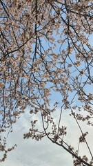 snow covered branches