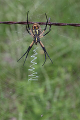 Vertical closeup shot of a spider making a zigzag pattern on a net