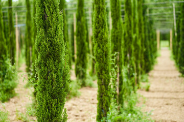 rows of a young tree nursery. Growing plants trees