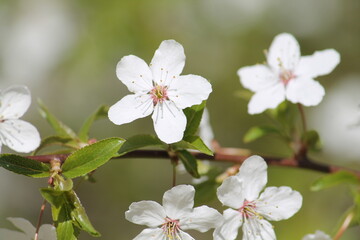 White flowers of cherry plum tree (Prunus cerasifera) and green leaves close-up