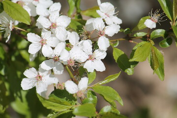 White flowers of cherry plum tree (Prunus cerasifera) and green leaves close-up
