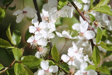 White flowers of cherry plum tree (Prunus cerasifera) and green leaves close-up