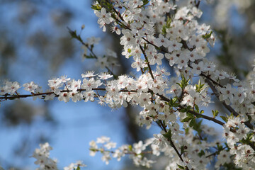Flowering branches of cherry plum (Prunus cerasifera) with white flowers against spring blue sky