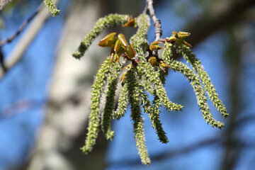 Catkins of aspen (Populus tremula) tree in spring
