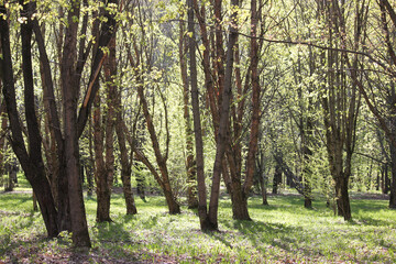 Spring park with old Manchurian cherry (Prunus maackii) trees