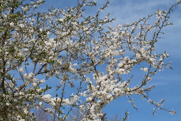 Flowering branches of cherry plum (Prunus cerasifera) with white flowers against spring blue sky