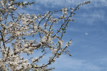 Flowering branches of cherry plum (Prunus cerasifera) with white flowers against spring blue sky with moon