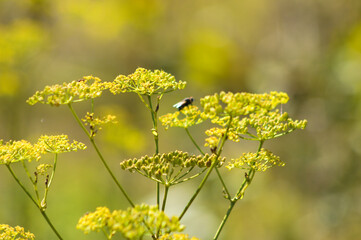 Obraz premium Closeup of yellow parsnip flowers with other blurred plants on background