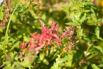 Closeup of red common coleus leaves with selective focus on foreground