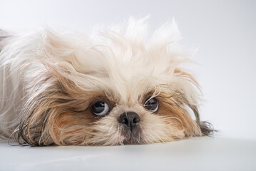 Sad shih tzu dog looking at the camera