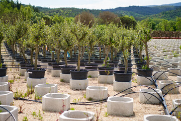 View in the rows of a young tree nursery. Growing plants trees