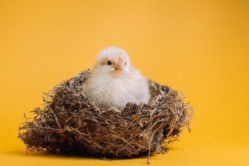 Beautiful little chick sitting in nest on yellow studio background. Isolated picture for design, decorative theme. Newborn poultry chicken. Easter, farm concept