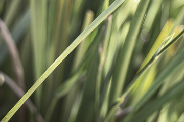 grass background