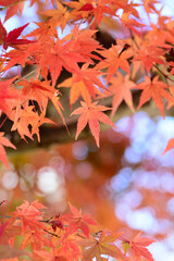 紅葉　秋のイメージ