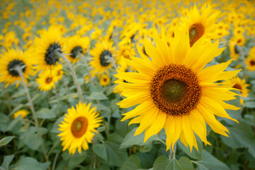 ひまわりの花　夏のイメージ